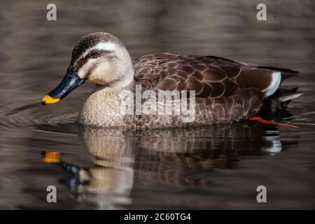 Wintering anatra orientale macinata (Anas zonorhyncha), conosciuto anche come anatra cinese macinata, nuotando in un lago in Giappone. Foto Stock