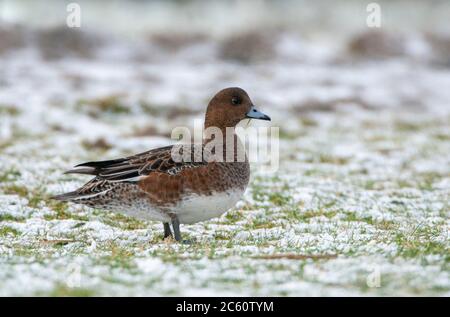 Wigeon Eurasiatica (Anas penelope) che svernano nei Paesi Bassi. In piedi su un prato coperto di neve. Foto Stock