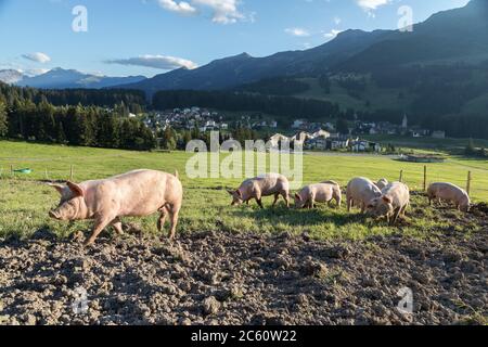 suini in un'azienda agricola delle alpi svizzere Foto Stock