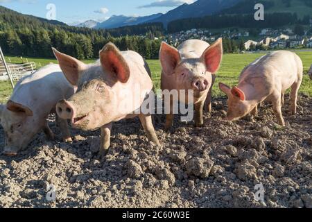 suini in un'azienda agricola delle alpi svizzere Foto Stock