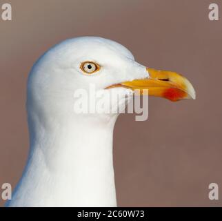 Ritratto di un adulto europeo Herring Gull (Larus argentatus) sull'isola di Wadden di Texel nei Paesi Bassi. In piedi vicino su un parcheggio in attesa Foto Stock