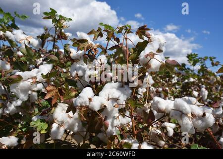 Pianta di cotone pronta per la raccolta contro cielo blu e nuvole bianche. Grecia Foto Stock