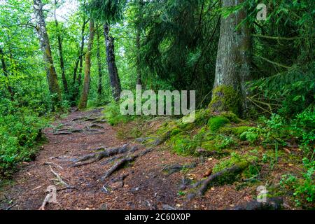 La Hohes Venn, Brackvenn, alta brughiera, sentiero forestale, in Vallonia, Belgio, nella zona di confine con la Germania, Foto Stock