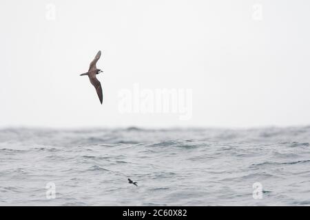 Galapagos Petrel (Pterodroma phaeopygia) in via di estinzione in volo sopra l'oceano pacifico al largo della costa peruviana. Foto Stock