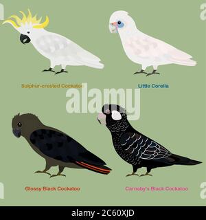 Carino Australia Cockatoo, insieme di illustrazione vettore di uccello pappagallo, cockatoo solforato, Little Corella, Cockatoo nero lucido, Carnaby's (a fatturazione corta Illustrazione Vettoriale