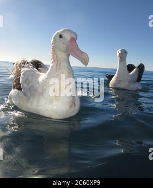 Due albatrossi di Gibson (Diomedea gibbsoni) che nuotano al largo di Kaikoura, Nuova Zelanda. Foto Stock