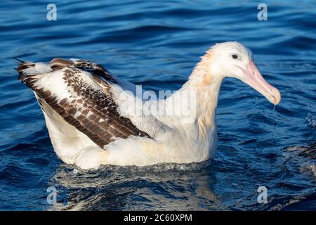 Adulto Albatross di Gibson (Diomedea gibbsoni) che nuota al largo di Kaikoura in Nuova Zelanda. Un individuo enorme visto da vicino. Foto Stock