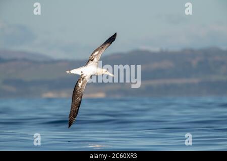 Albatross di Gibson (Diomedea gibbsoni), adulto, che passa accanto alla nave con la costa neozelandese sullo sfondo. Foto Stock