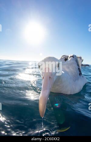 Closeup estremo di un adulto Albatross di Gibson (Diomedea gibbsoni) al largo di Kaikoura in Nuova Zelanda. Attaccando la sua fattura enorme quasi nella macchina fotografica. Foto Stock