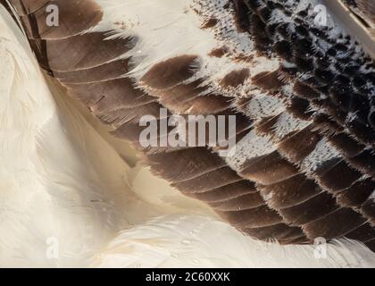 Primo piano delle piume dell'ala di un adulto Albatross di Gibson (Diomedea gibbsoni) Foto Stock