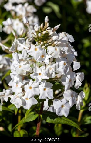 Phlox carolina 'Miss Lingard' una pianta erbacea primaverile di fiori estivi Foto Stock