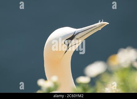 Gannets niding on ledges at Bempton Cliffs on the East Coast of England, in Yorkshire Foto Stock