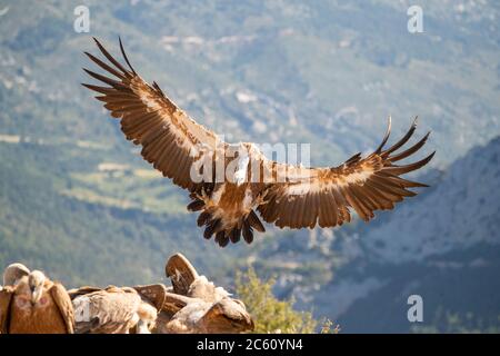 Griffon Vulture (Gyps fulvus) ai piedi dei PrePirenei nel nord della Spagna. Atterraggio in una stazione di alimentazione. Foto Stock