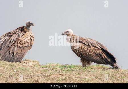 Himalaya Griffon avvoltoi (Gyps himalayensis) in pianura sotto l'Himalaya. In piedi a terra. Foto Stock