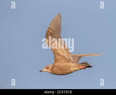 Inverno secondo anno di calendario Islanda Gull (Larus glaucoides) che sorvola il porto artico nel Varangerfjord, Norvegia settentrionale. Foto Stock