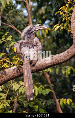 Hornbill grigio indiano (Ocyceros birostris) arroccato in un albero. Vista sul retro mentre si fa un bagno di sole. Foto Stock