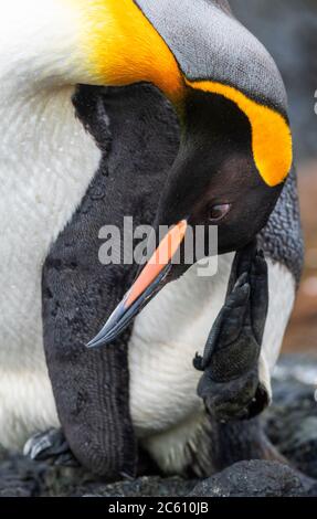 Adulto Re Pinguino (Atenodytes patagonicus halli) graffiando la sua testa sulla spiaggia di Macquarie Island, subantartica Australia. Foto Stock