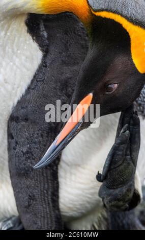 Adulto Re Pinguino (Atenodytes patagonicus halli) graffiando la sua testa sulla spiaggia di Macquarie Island, subantartica Australia. Visto da vicino. Foto Stock