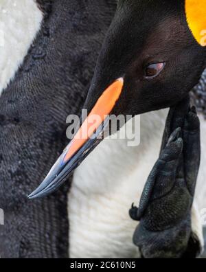 Closeup estremo di un adulto re pinguino (Atenodytes patagonicus halli) graffiando la sua testa sulla spiaggia di Macquarie Island, Australia. L'uccello è havi Foto Stock