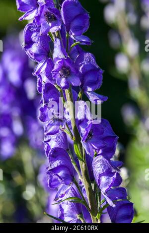Aconitum 'Newry Blue' una pianta avvelenosa di fiori erbacei blu primavera estate comunemente conosciuta come monkshood Foto Stock