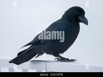 Corvo a grandi fianchetti (Corvus macrorhynchos japonensis), conosciuto anche come corvo della giungla. Seduto su un corrimano a Hokkaido, Giappone. Foto Stock