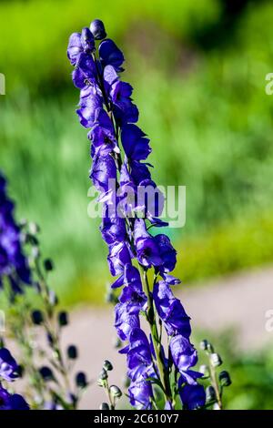 Aconitum 'Newry Blue' una pianta avvelenosa di fiori erbacei blu primavera estate comunemente conosciuta come monkshood Foto Stock