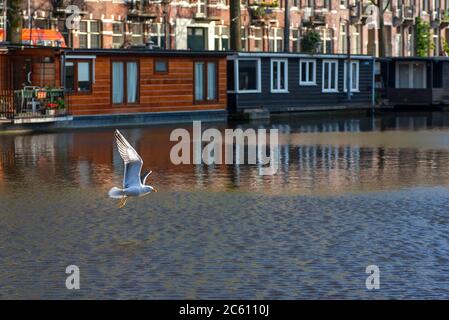 Gull (Larus fuscus) con supporto minore nero che sorvola il canale ad Amsterdam, Paesi Bassi. Foto Stock