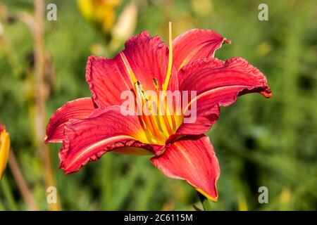 Hemerocallis 'Morocco Red' una pianta fiorente di primavera comunemente conosciuto come nido Foto Stock