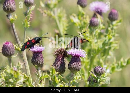 Cinque punti burnett Moth, Flamborough Head, Yorkshire Coast Foto Stock