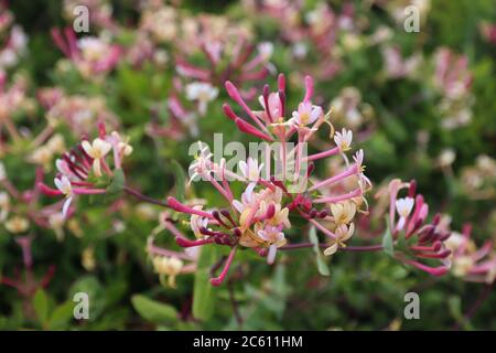 Il Portogallo specie vegetali - Lonicera etrusca (Lonicera etrusca) nella regione di Algarve. Foto Stock