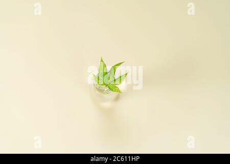 Sfondo verde natura. Vista in primo piano della foglia di cannabis verde con bokeh di bellezza su sfondo color pastello. Messa a fuoco selettiva. Spazio di copia. Foto Stock