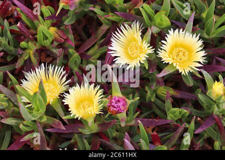 Specie vegetali invasive naturalizzate in Europa: Carpobrotus edulis (Hottentot-fico o pianta di ghiaccio) succulente. Foto Stock