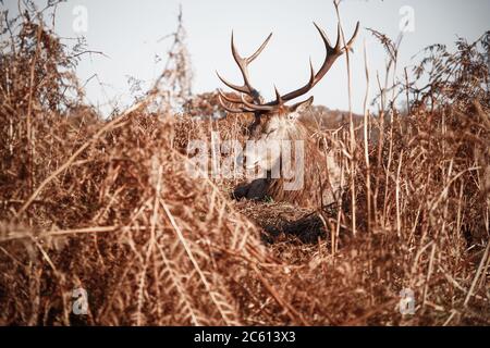 Una macchia rossa che si zola attraverso l'erba secca nel Bushy Park di Londra Foto Stock