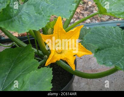 Fiori femminili sulla Courgette Golden Griller, che cresce in pentole su una serra. Foto Stock