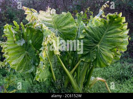 L'Alocasia macrorragizos è una specie di pianta fiorente della famiglia degli arum (Araceae) che è originaria delle foreste pluviali dell'Isola del Sud-Est Asiatico, New Guin Foto Stock