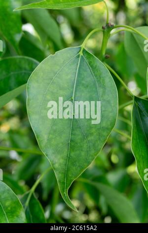 Un primo piano di foglie di alloro canfora. Cinnamomum camphora è una specie di albero sempreverde che è comunemente conosciuto sotto i nomi di albero di camporo, campo Foto Stock