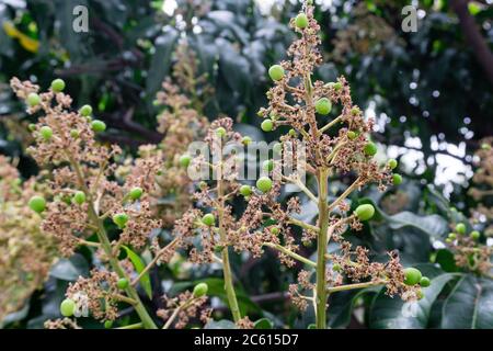 Mangifera indica comunemente noto come mango. Un colpo di albero portarotelli con piccoli manghi e i suoi fiori. Foto Stock