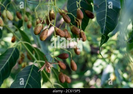 Semi lilla indiani, frutta e foglie. Azadirachta indica, comunemente noto come neem, nimtree o lilla indiana, è un albero della famiglia mogano Meliaceae. Foto Stock