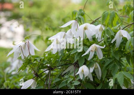 Waldrebe Clematis White Columbine Foto Stock