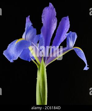 Viola vibrante Iris Hollandica Flower in piedi con fiore aperto in ambiente studio illuminato su uno sfondo nero con gocce d'acqua Foto Stock