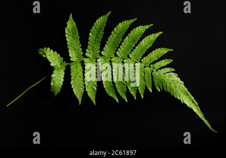 Foglia di felce verde fresca con gocce d'acqua isolate su sfondo nero Foto Stock