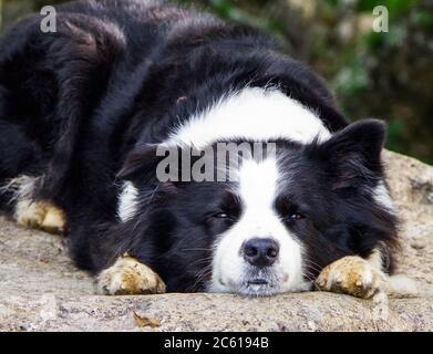 Collie di confine fangose che riposano su masso in cima alla montagna dopo una lunga escursione. Foto Stock