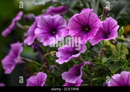 petunie viola con gocce di pioggia - fiori di petunia bagnati - pioggia su fiori di petunia viola Foto Stock