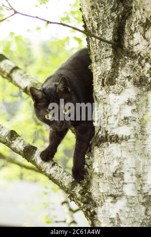 Gatto nero domestico cammina sul ramo della betulla decidua. Foto Stock