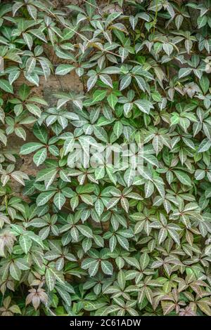 Wilder Wein Parthenocissus henryana Foto Stock