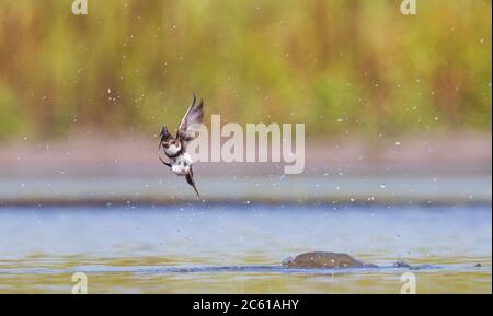 l'uccello al volo si tuffa nell'acqua Foto Stock