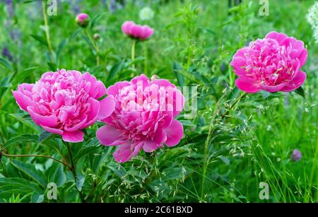 Peonie rosa. Peonie in fiore nel giardino estivo. Foto Stock