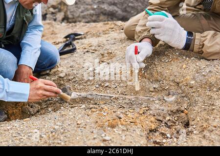 mani di paleontologi che puliscono l'osso fossile trovato nel deserto Foto Stock