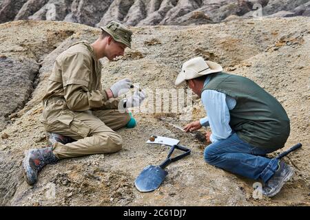 due paleontologi estraggono resti fossili dal suolo nel deserto Foto Stock