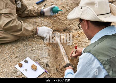 due paleontologi estraggono ossa fossili dal suolo nel deserto, concentrandosi su un ricercatore vicino Foto Stock